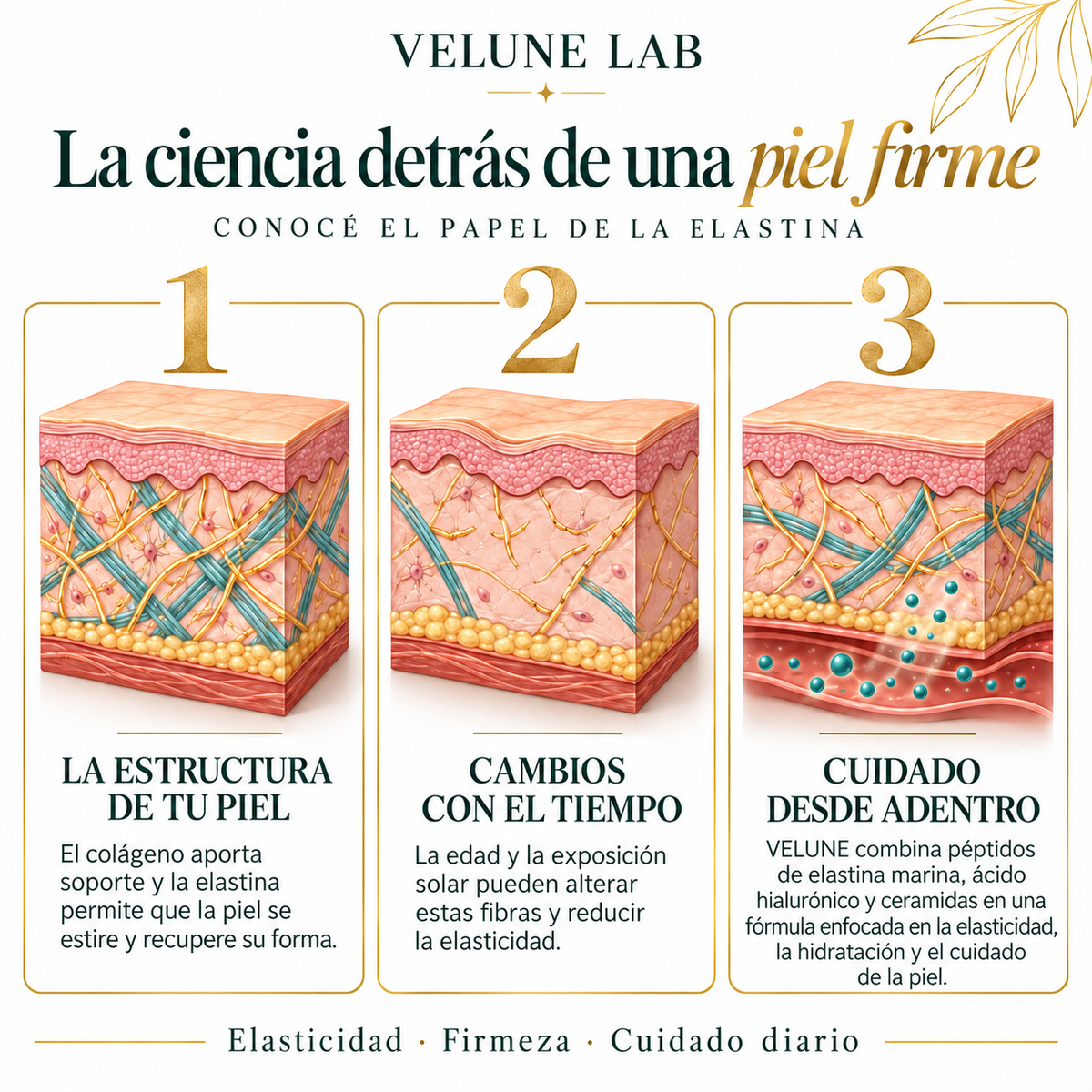VELUNE LABS® | Péptidos de elastina para una piel más firme